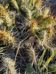 Opuntia polyacantha polyacantha