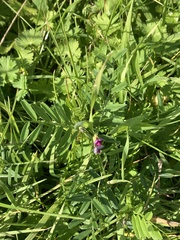 Vicia sativa