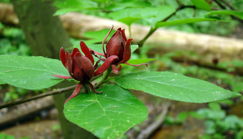 Carolina sweetshrub