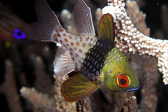Pajama Cardinalfish photo 2