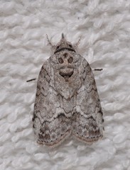 Nycteola polycyma
