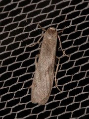 Graphosia stenopepla