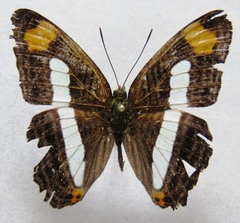 Adelpha iphicleola iphicleola