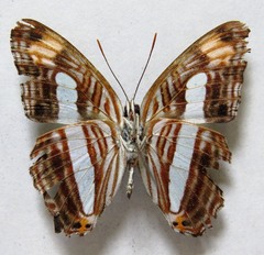 Adelpha iphicleola iphicleola