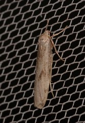 Graphosia stenopepla