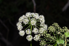 Angelica lineariloba