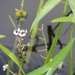 Sagittaria sagittifolia - Photo (c) janvano1, algunos derechos reservados (CC BY-NC)