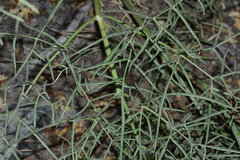 Angelica lineariloba