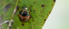 Poecilocoris lewisi