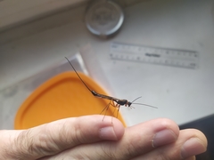 Dolichomitus imperator