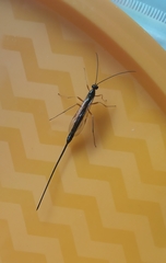 Dolichomitus imperator