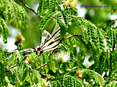 Protographium epidaus