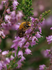 Colletes succinctus