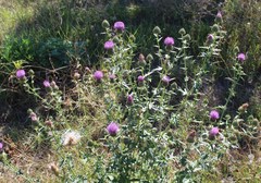 Cirsium ukranicum