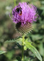 Cirsium ukranicum