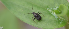 Proboscidocoris varicornis