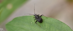 Proboscidocoris varicornis