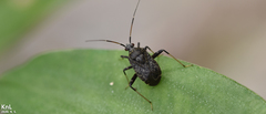 Proboscidocoris varicornis
