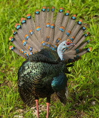 Ocellated Turkey photo 3