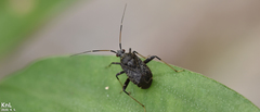 Proboscidocoris varicornis