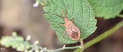 Homoeocerus dilatatus