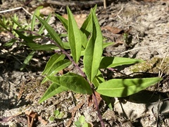 Polygala senega