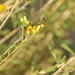 Dieunomia nevadensis angelesia - Photo (c) Valtierra,  זכויות יוצרים חלקיות (CC BY-NC-ND), הועלה על ידי Valtierra