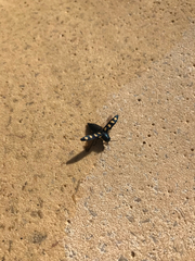 Buprestis octoguttata