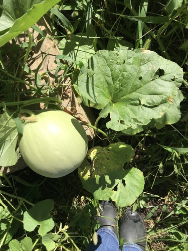 Cucumis melo