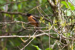 Heterophasia capistrata