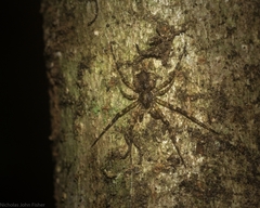 Tamopsis brachycauda