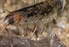 Machimus erythocnemius