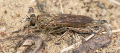 Machimus erythocnemius
