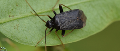 Adelphocoris tenebrosus