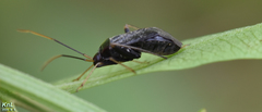 Adelphocoris tenebrosus