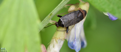 Adelphocoris tenebrosus