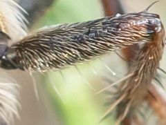 Machimus erythocnemius