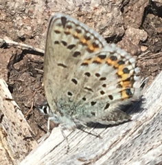 Plebejus fridayi