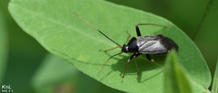 Adelphocoris tenebrosus