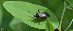 Adelphocoris tenebrosus