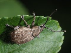 Peritelus sphaeroides