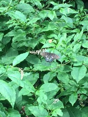 Papilio glaucus