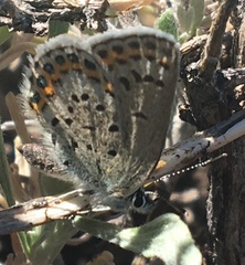 Plebejus fridayi