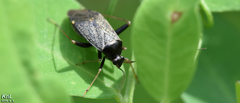 Adelphocoris tenebrosus