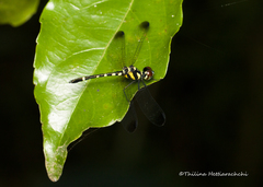 Tetrathemis yerburii