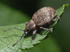 Peritelus sphaeroides