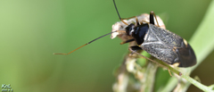 Adelphocoris tenebrosus