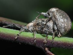 Peritelus sphaeroides