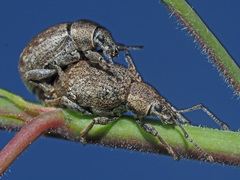 Peritelus sphaeroides