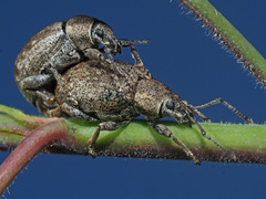 Peritelus sphaeroides